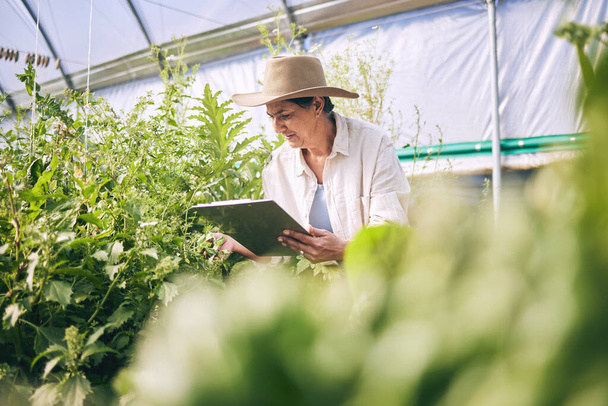 Senior woman, agriculture and greenhouse with clipboard, inspection of harvest and vegetable farming. Farmer, check crops and sustainability, agro business and checklist with growth and gardening. - Photo, Image