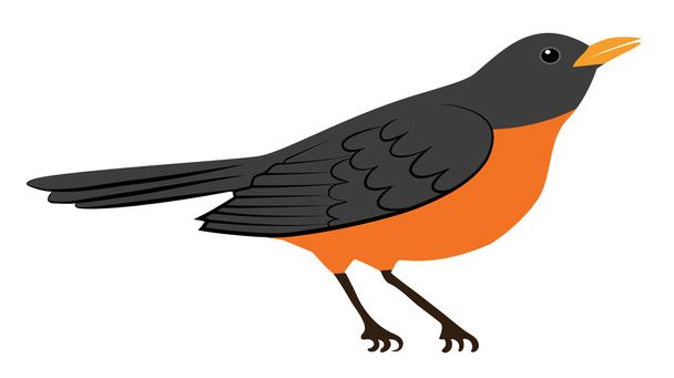 robin bird - Vector, Image
