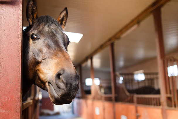 paard in een stal - Foto, afbeelding