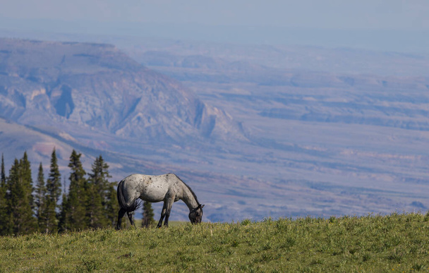 un caballo salvaje en verano en las montañas Pryor Montana - Foto, imagen
