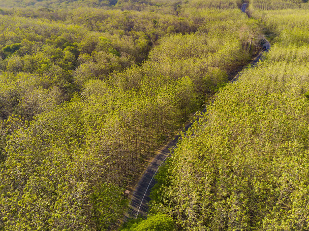 Egy drón által rögzített légi felvétel egy szerpentin utat mutat be, amely kecsesen szövi át magát Kemlagi száraz erdein, Mojokerto, Indonézia. A kanyargós út gyönyörűen ellentétben áll a - Fotó, kép