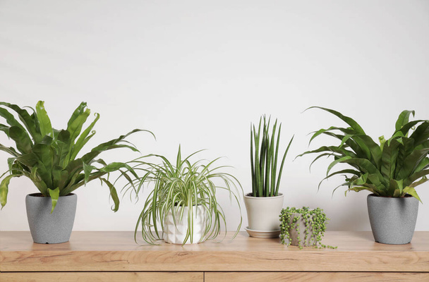 Green houseplants in pots on wooden table near white wall - Фото, изображение