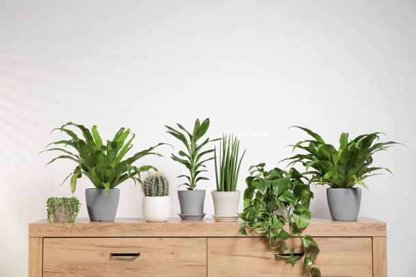 Green houseplants in pots on wooden chest of drawers near white wall - Fotoğraf, Görsel