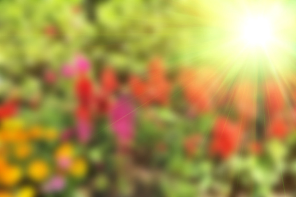 Astratto sfocato colorato floreale
 - Foto, immagini