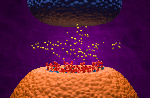 Autoanticuerpos se unen al receptor (achr) bloqueando los transmisores de acetilcolina en Myasthenia gravis (MG) - vista isométrica ilustración 3d - Foto, imagen