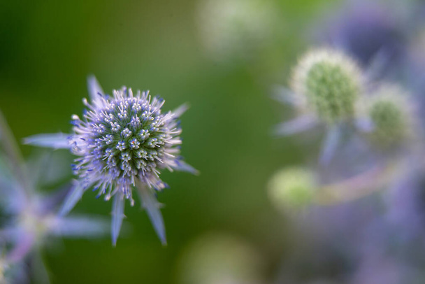 Eryngium planum, the blue eryngo or flat sea holly, is a plant in the family Apiaceae - Photo, Image