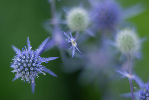 Eryngium planum, der Blaue Rachen, ist eine Pflanze aus der Familie der Apiaceae - Foto, Bild