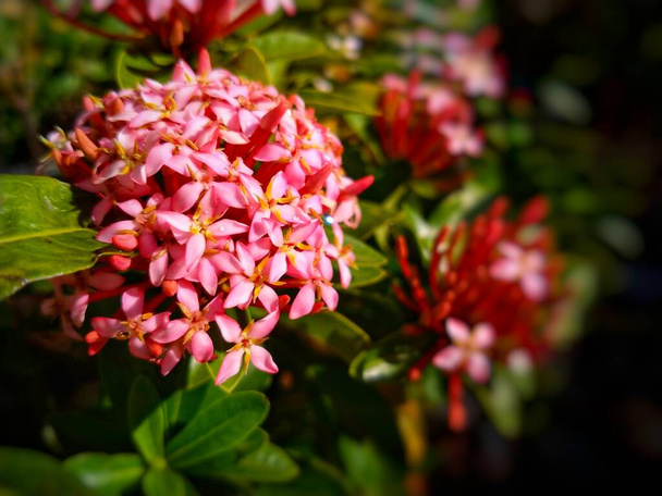 Selective focus of Ixora coccinea flower. Family Rubiaceae. Blurred background - Photo, Image