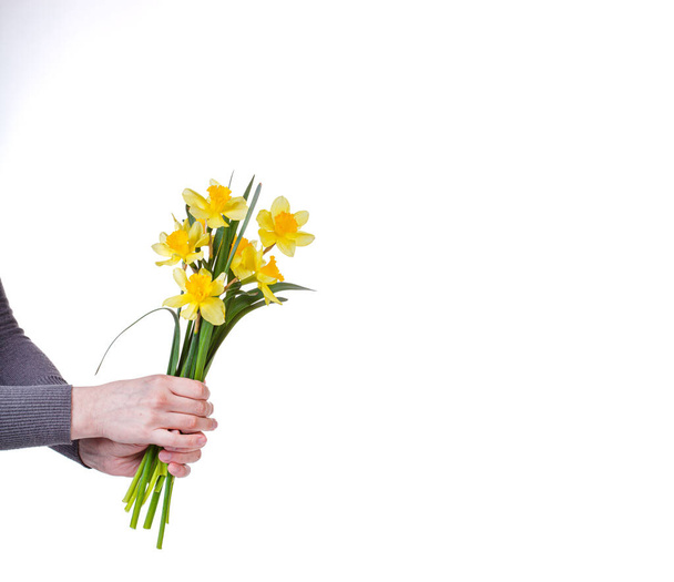 hermosas flores amarillas narcisos en las manos de una chica sobre un fondo blanco de cerca - Foto, Imagen