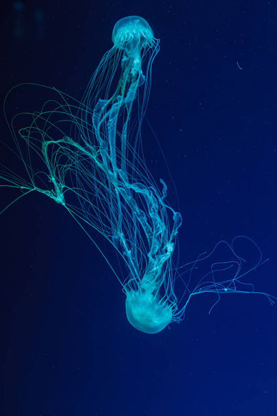 onderwater schot van mooie Chrysaora quinquecirha close-up - Foto, afbeelding