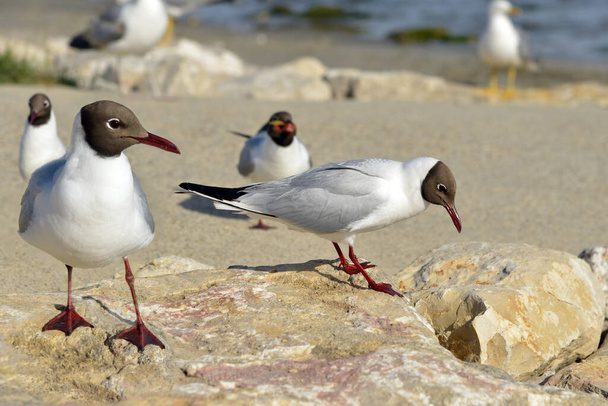 Group of black-headed Gulls (Chroicocephalus ridibundus) on rocks on a beach in the Camargue, a natural region located south of Arles, France, between the Mediterranean Sea and the two arms of the Rhne delta. - Photo, Image