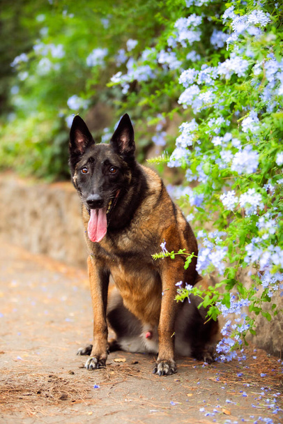 Posłuszny pies malinois w parku - Zdjęcie, obraz