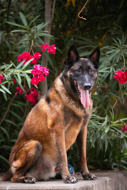 Obbediente cane malinois nel parco - Foto, immagini