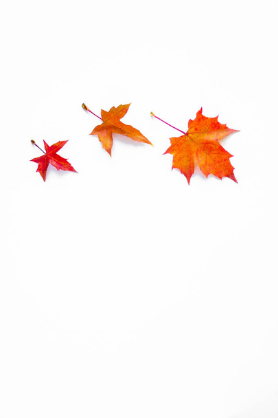 Vertical background of yellow maple leaves with space for text on a white background. Autumn Leaf Background. - Fotografie, Obrázek