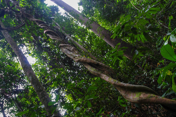 Ciekawe drzewa rosnące w lesie deszczowym na Borneo, Malezja - Zdjęcie, obraz