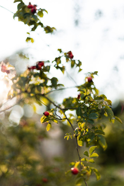 Роза на заході сонця червоні ягоди осінь природа літо захід сонця підсвічування кущ-роза - Фото, зображення