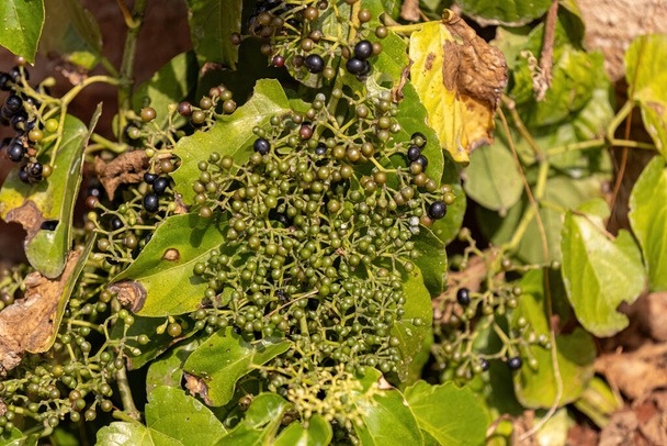Possum Grape Fruiting Plante de l'espèce Cissus verticillata - Photo, image