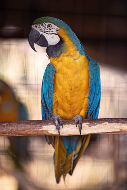 Macaúba-azul-e-amarela adulta da espécie Ara ararauna resgatada recuperando para reintrodução gratuita - Foto, Imagem