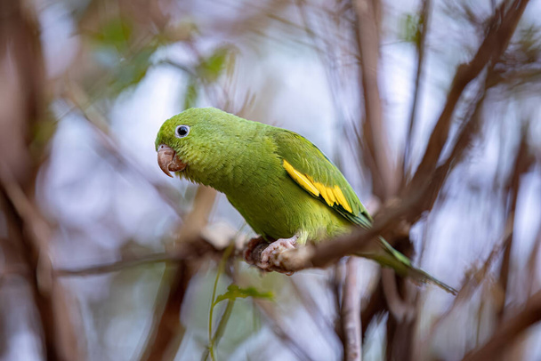 A Brotogeris chiri fajhoz tartozó sárga chevroned papagáj - Fotó, kép