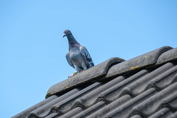 Mooie postduif is terug van een lange vlucht rustend op de top van het dak met een blauwe lucht als achtergrond - Foto, afbeelding