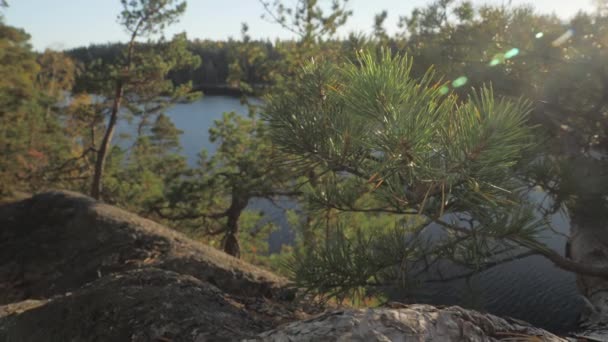 Bliższe spojrzenie na zielone sosny w granitowym płaskowyżu z widokiem na jezioro bagno z tyłu .4k - Materiał filmowy, wideo