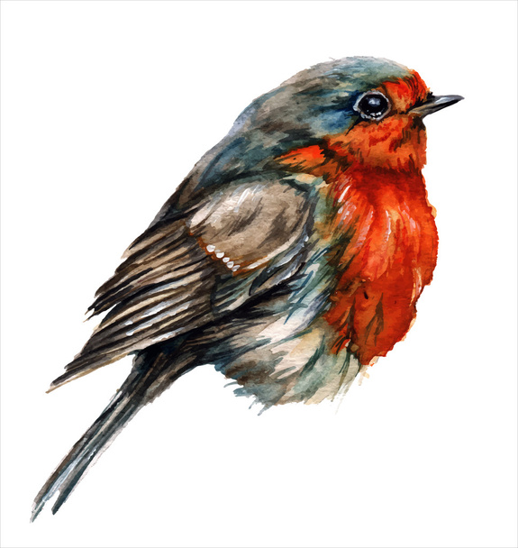 Robin bird, watercolor painting. - ベクター画像