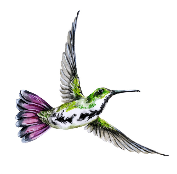 Hummingbird, watercolor painting - Vektori, kuva