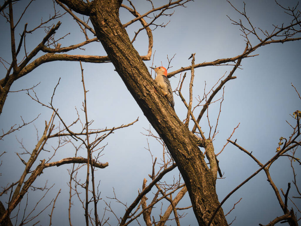 Pájaro carpintero vientre rojo Escalas lado del árbol en invierno - Foto, imagen