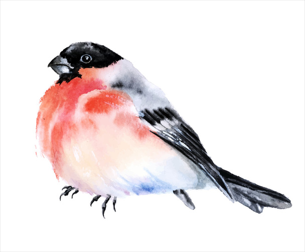 Bullfinch bird, watercolor painting. - Vector, afbeelding