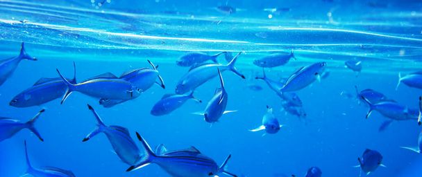 korálové ryby v Rudém moři, egypt - Fotografie, Obrázek