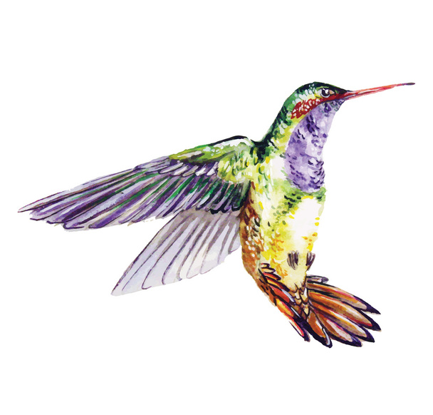 Hummingbird, watercolor painting - Vektori, kuva