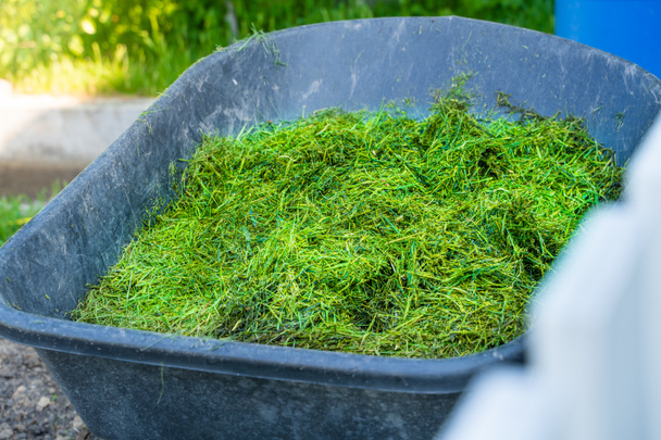 Kunststoff-Gartenschubkarre gefüllt mit frisch gemähtem grünen Gras, Nahaufnahme - Foto, Bild