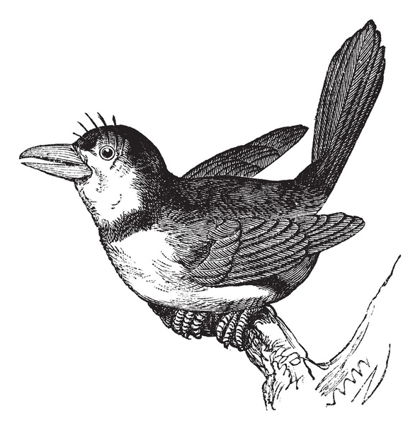 baardkoekoeken (bucco macrorhynchus), vintage gravure. - Vector, afbeelding