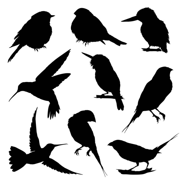 Silhouettes of Birds -  big set - Vector, Image