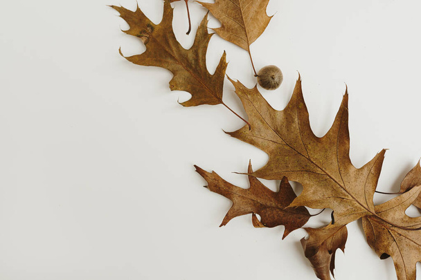 Minimální podzimní složení. Sušené dubové listy a žaludy na bílém pozadí - Fotografie, Obrázek