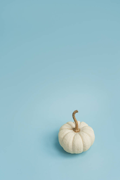 Dekoracyjna dynia. Estetyczna jesień, jesień, dziękczynienie, halloween koncepcja twórcza z przestrzeni kopii - Zdjęcie, obraz