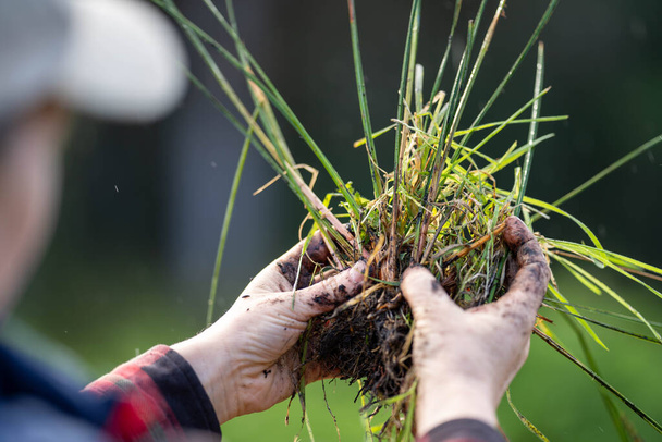 Bäuerin hält Pflanzen auf einem Feld in Australien - Foto, Bild