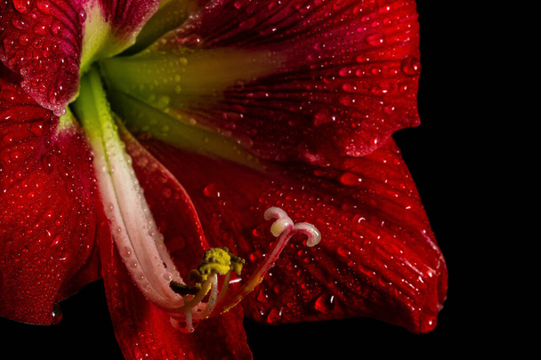 Vibrant czerwony amaryllis kwiat na czarnym tle, pokazując delikatne piękno w przyrodzie. - Zdjęcie, obraz