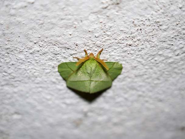 Close up a green Trabala pallida moth, roseapple lagarta moth or small-tent moth perching on a wall in the night - Foto, Imagem