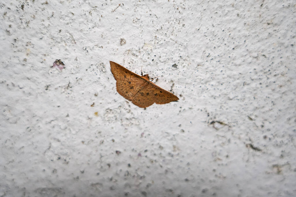 Cerrar una polilla geométrica marrón posada en una pared en la noche - Foto, imagen