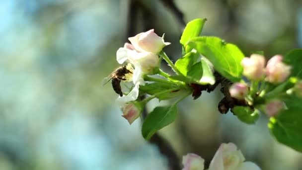 Bahar çiçeği arka plan ile bal arısı - Video, Çekim