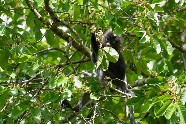 Обезьяна-листоед или очкарик (Trachypithecus obscurus) ест листья и цветы на дереве в тропических лесах. Фрейзер-Хилл - Фото, изображение