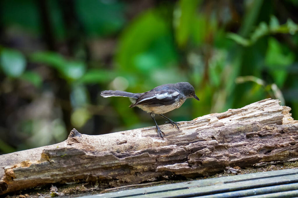 Urraca Oriental Robin (Copsychus saularis) de pie sobre madera de rama podrida. Hermoso pájaro blanco y negro en la naturaleza. Fraser 's Hill, Malasia - Foto, imagen