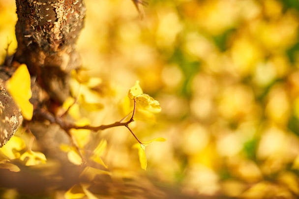 Beau fond jaune de feuilles d'automne, arbres venteux, lumière du soleil extérieure, espace de copie. - Photo, image