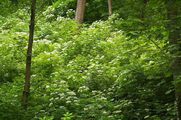grüner Wald mit blühenden Sträuchern. Walddickicht mit weißen Blumen - Foto, Bild