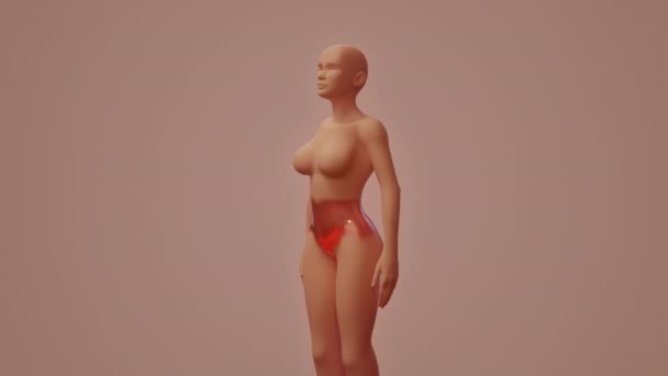 Menstruatiepijn 3D visualisatie van semi-transparante vrouwelijke lichaamsgebaren en pijnplek - Video