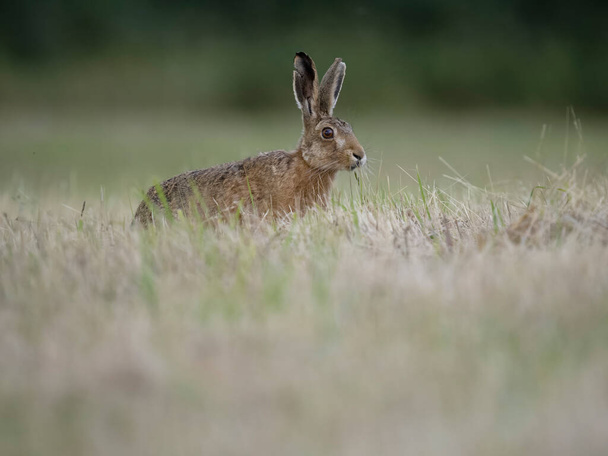 European hare or Brown hare, Lepus europaeus, ένα θηλαστικό στο γρασίδι, warwickshire, Ιούλιος 2023 - Φωτογραφία, εικόνα