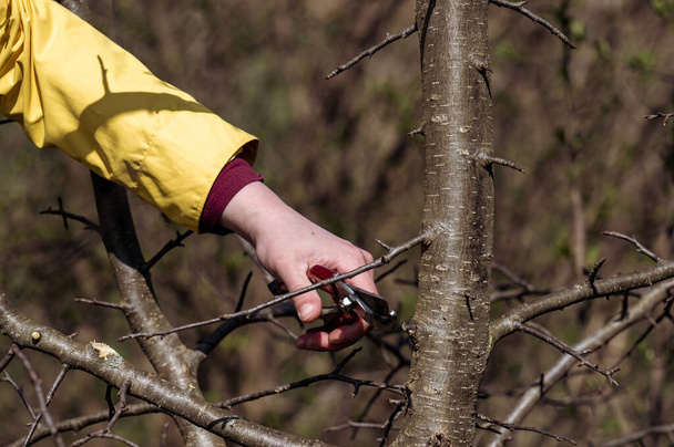 Uma mulher no jardim corta galhos em uma árvore com tesoura, a formação de uma árvore jovem no jardim. - Foto, Imagem