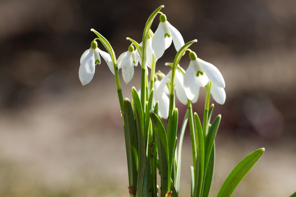 witte snowdrop bloemen - Foto, afbeelding
