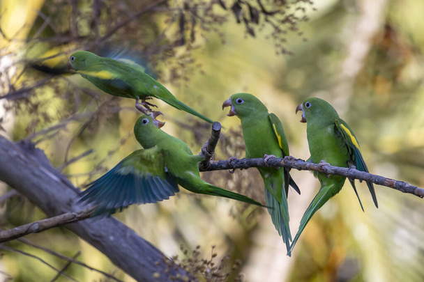 Hejno obyčejných papoušků také zná jako Periquito bojující na větvi. Druh Brotogeris chiriri. Pozorování ptáků. Ptáci. Papoušek. - Fotografie, Obrázek